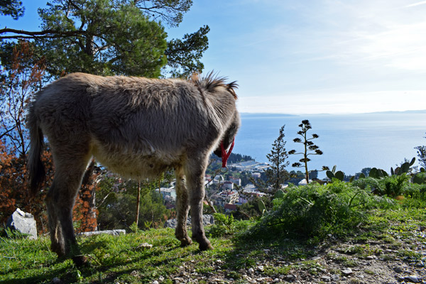 donkey overlooking coast and forrest