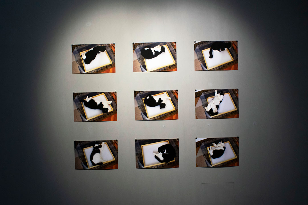 image with nine photographs of a cat